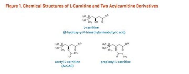 Top L-carnitine Supplements of 2024 – Reviews by Hollywood Life – Hollywood Life