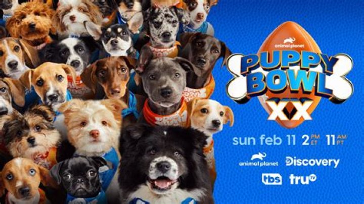 Puppy Bowl 2017 — See Pics