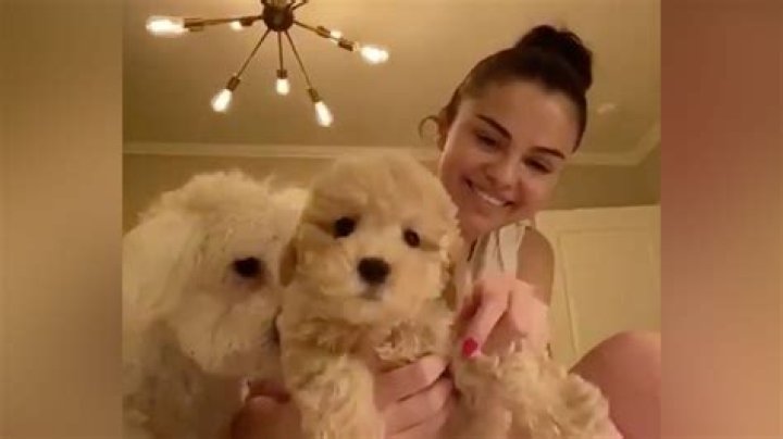Selena Gomez Adopts Adorable Second Puppy While Self Isolating & She’s The Cutest Dog Ever